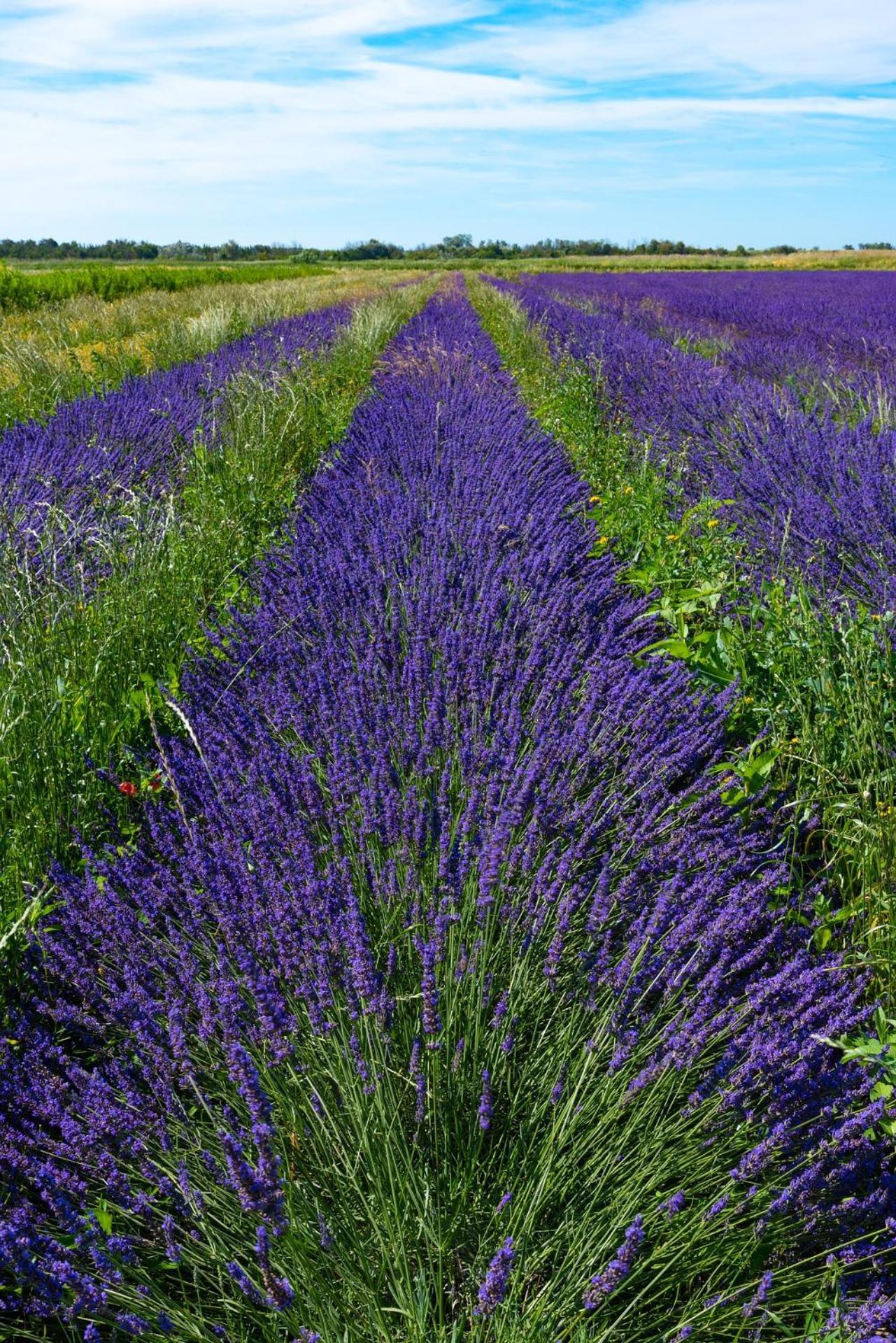 Le Campagne Βίλα Beaucaire  Εξωτερικό φωτογραφία